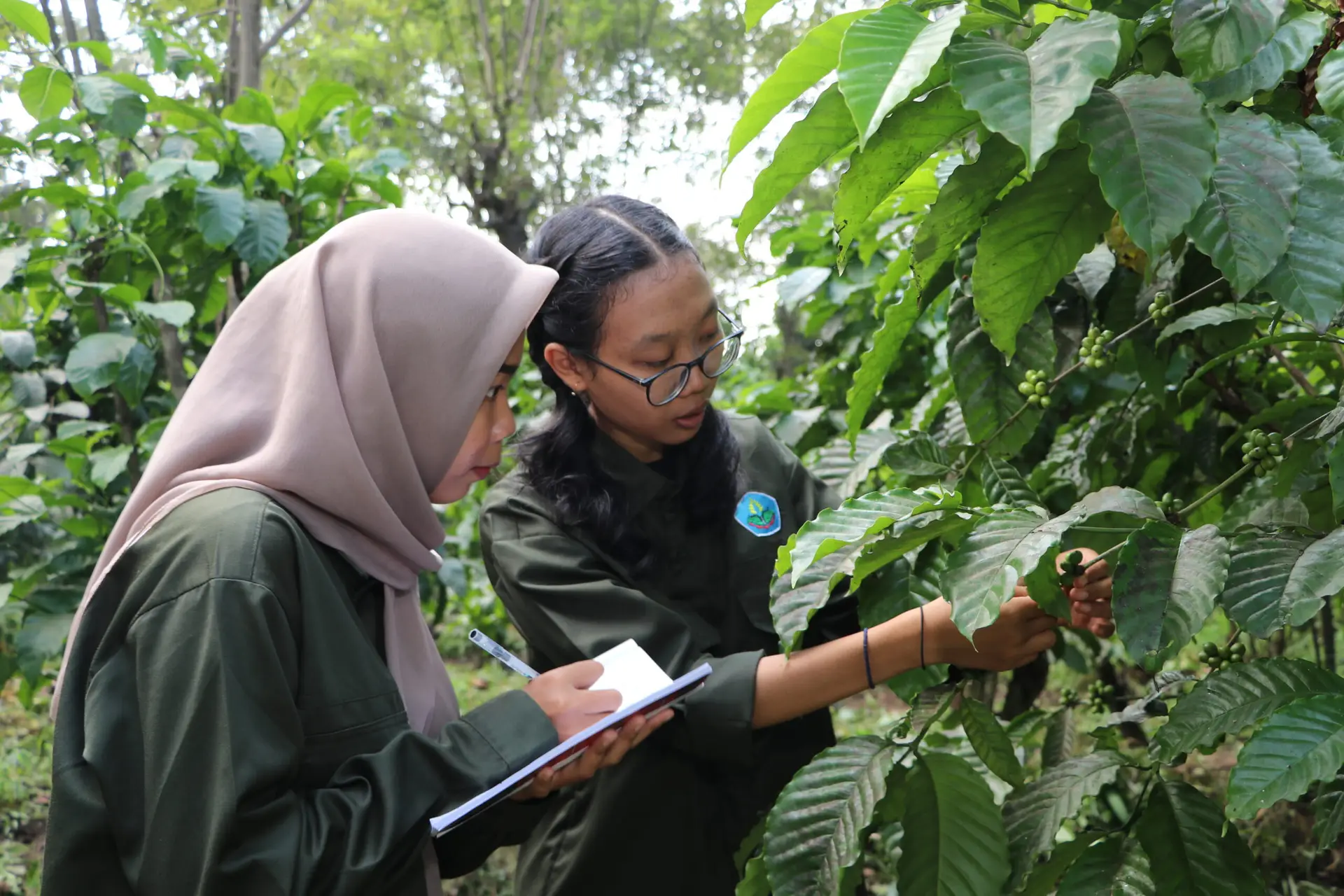 Praktikum Mahasiswa D4 Pengelolaan Perkebunan Kopi Polije