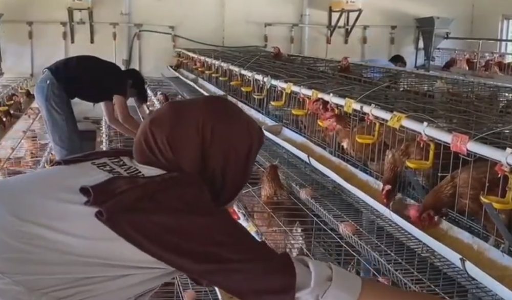 Dosen Polije Ciptakan SuplemixPRO dari Limbah Kepala Udang