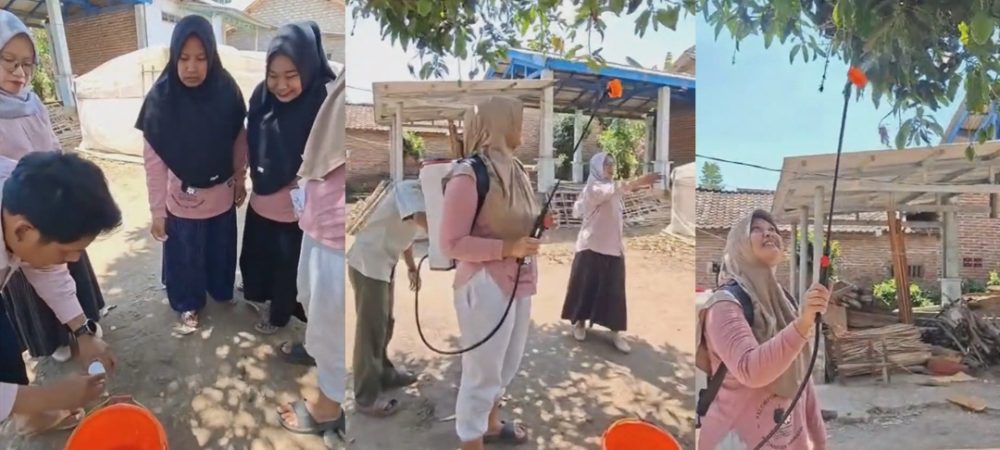 Dosen Polije Tingkatkan Kualitas Mangga di Jambesari Bondowoso