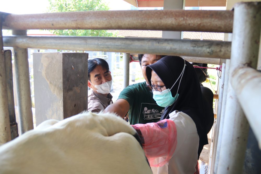 LSP Polije Gelar Uji Kompetensi Inseminator