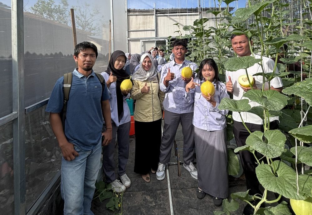 Polije Kampus 2 Bondowoso Panen Melon Golden Pear