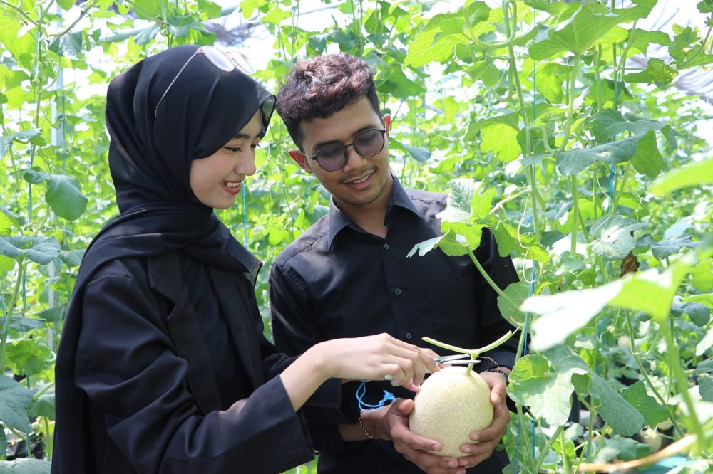 Tefa Green House Polije Buka Wisata Petik Buah Melon