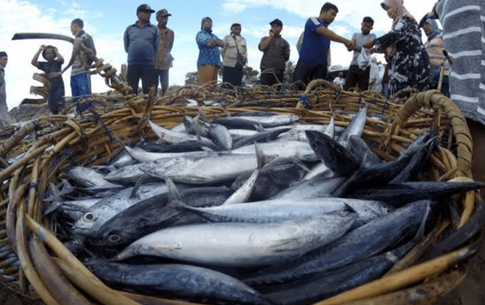 Teknologi Mikro-Nano Ozon Dongkrak Mutu Ikan Tuna Ekspor